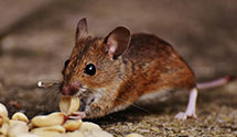 24 Hour & Emergency Exterminators in Burrville, UT